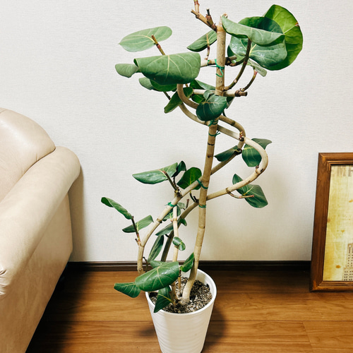 現品］96番シーグレープ曲がり8号ハマベブドウ観葉植物室内大型