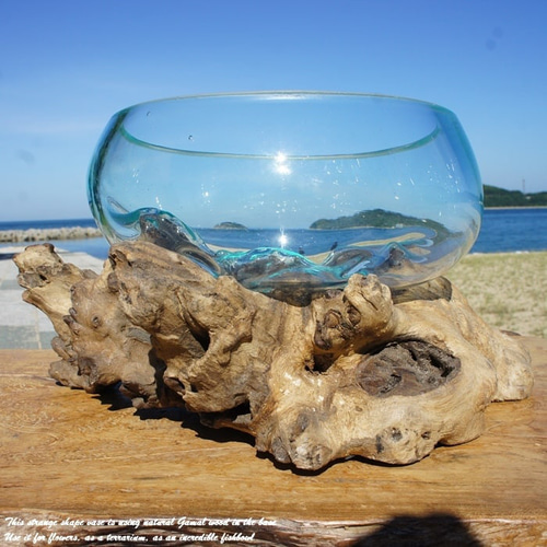 超超特大流木ガラスオブジェWC 花瓶 金魚鉢 水槽 苔リウム