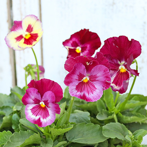 商談中 №2265 ミニチュアフラワー パンジーの寄せ植え みずみずしい 