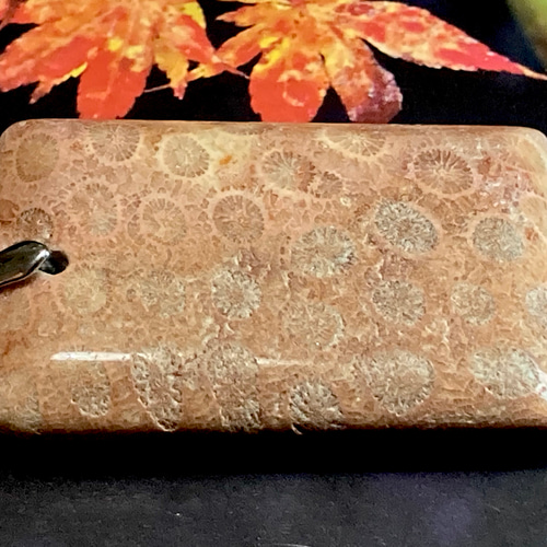 希少✨ マダガスカル産 レッド フォッシルコーラル 菊目石