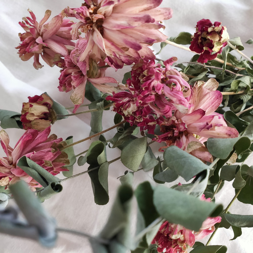 ユーカリとジニアのドライフラワー⭐スワッグ ドライフラワー y