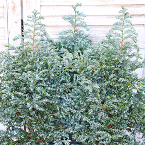 常緑苗木 コニファー ボールバード 5号 高さ50cm クリスマス 木 庭木