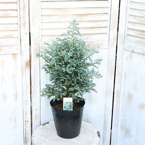 常緑苗木 コニファー ボールバード 5号 高さ50cm クリスマス 木 庭木