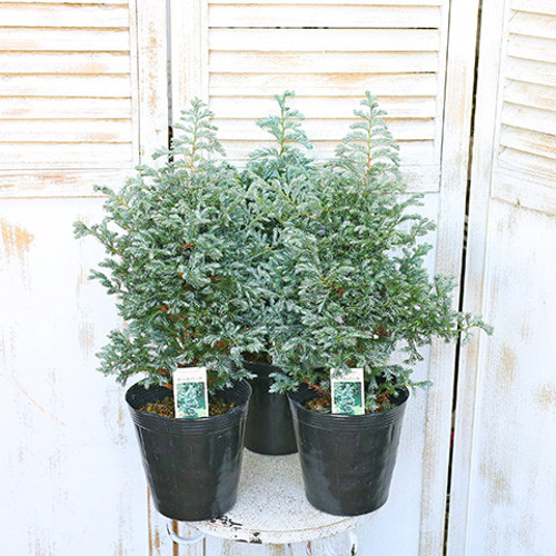 健康的なコニファー 苗木 健康的なコニファー 苗木