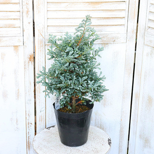 常緑苗木 コニファー ボールバード 5号 高さ50cm クリスマス 木 庭木