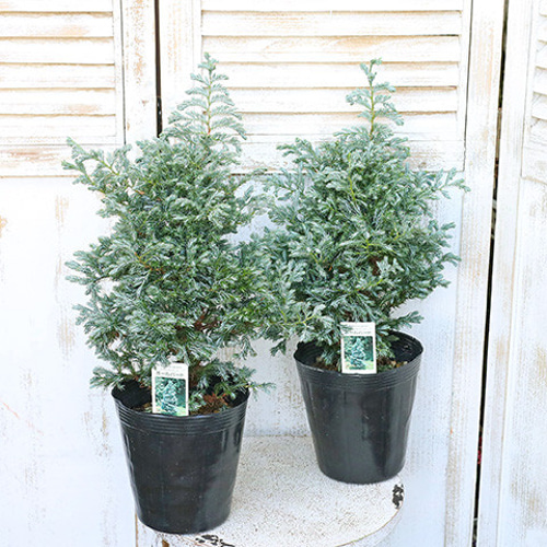 健康的なコニファー 苗木 コニファー苗木 エメラルドグリーン（5号ポット植え） : 植物