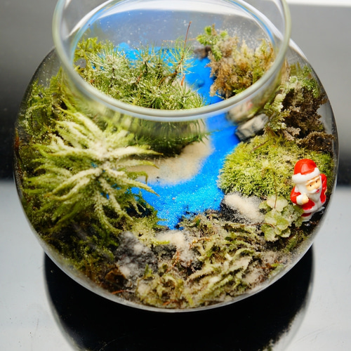 苔テラリウム テラリウム 14cm スフィア（苔5種類） 苔リウム 苔テラリウム