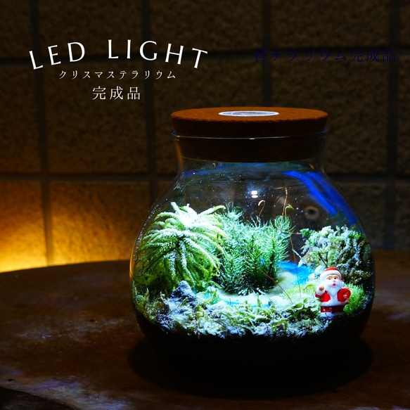 完成品】LEDライト付 ボトルテラリウム 14cm 苔テラリウム 川が