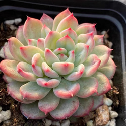 Echeveria 'Vincent Catto' ✖︎ラウイ　多肉植物