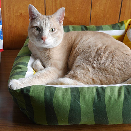 いちごねこ様♡専用ページ 猫兎 いちご(ねこうさいちご) on X: 
