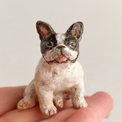 フレンチブルドッグ（french bulldog） 2枚目の画像