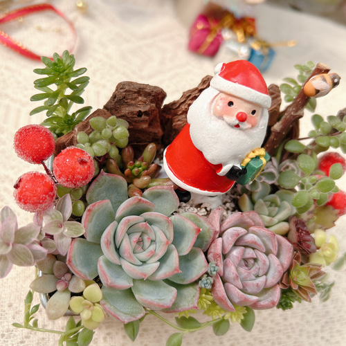 メルカリ便♫多肉植物寄せ植え♫そのまま飾れる♫くまさんサンタのプレゼント 送料無料】可愛い♡〜多肉の森でサンタさんに出会いました〜多肉植物