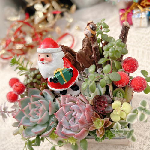 送料無料】可愛い♡〜多肉の森でサンタさんに出会いました〜多肉植物