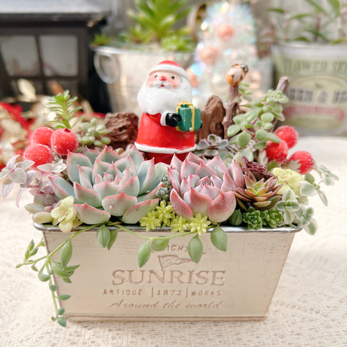 送料無料】可愛い♡〜多肉の森でサンタさんに出会いました〜多肉植物