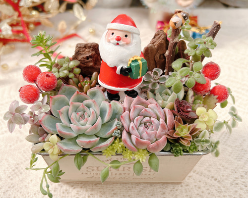 メルカリ便♫多肉植物寄せ植え♫そのまま飾れる♫くまさんサンタのプレゼント bd68d99eae16b936937cf6fc356bda