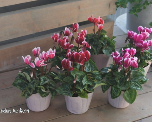 ガーデンシクラメン*ファンタジア*色分け販売* その他インテリア雑貨