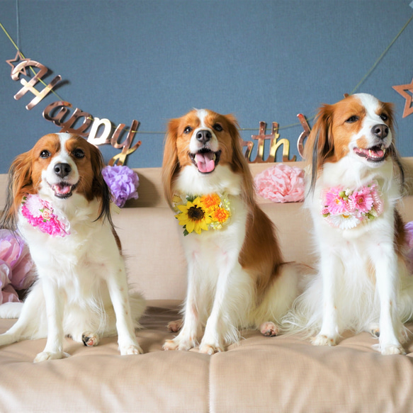 【受注制作】ペットのチョーカー　ペット　犬　猫　アクセサリー　フラワー　バラ　ピンク　ギフト　誕生日　チョーカー 12枚目の画像
