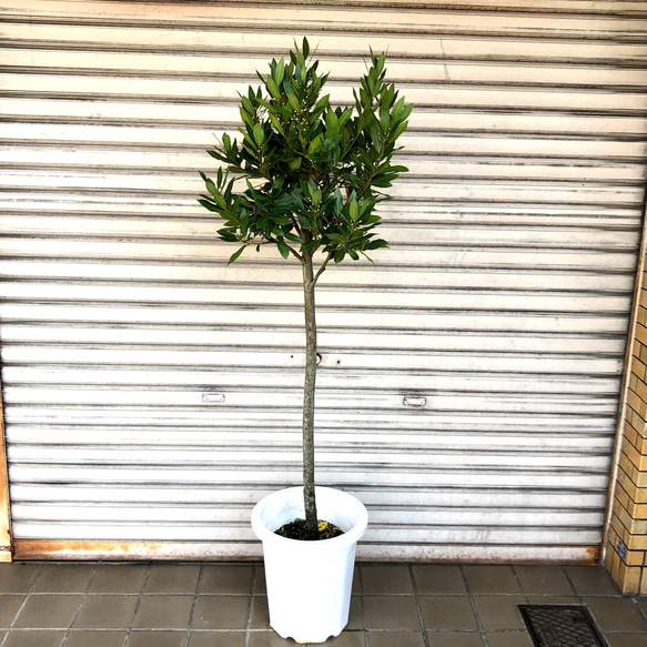 スタンド仕立て 幹真っ直ぐ 月桂樹 ローリエ その他インテリア雑貨