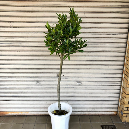スタンド仕立て 幹真っ直ぐ 月桂樹 ローリエ その他インテリア雑貨