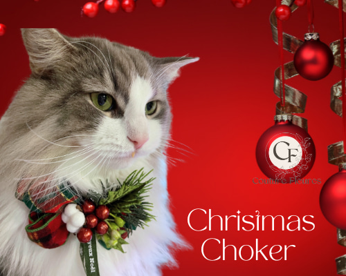 110fb59d788f6b7f618641ccfc3cf9