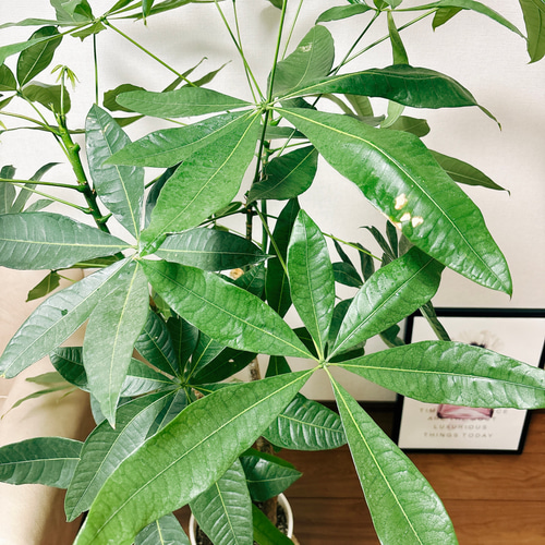 現品］パキラ 3本植え 古木 8号 プラコッタ鉢皿付き 観葉植物