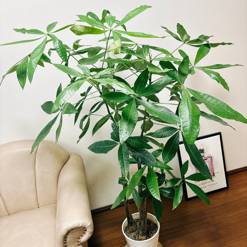 現品］パキラ 3本植え 古木 8号 プラコッタ鉢皿付き 観葉植物