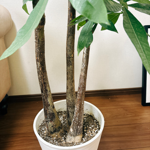 現品］パキラ 3本植え 古木 8号 プラコッタ鉢皿付き 観葉植物