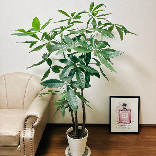［現品］12番　ブラッサイア　8号　観葉植物　室内　大型　鉢受け皿付き　おしゃれ lm-002w-14p-z1.jpg