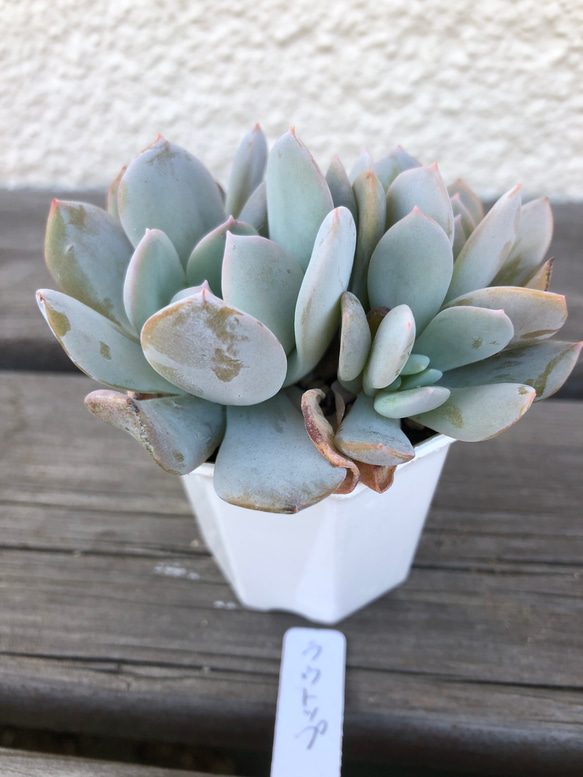 ラウトップ 多肉植物