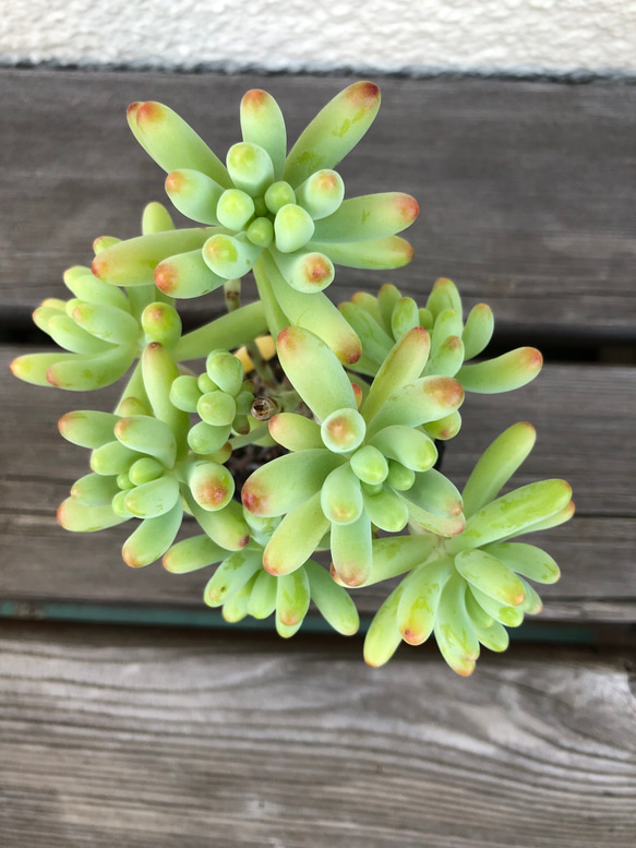 多肉植物　乙女心 2枚目の画像