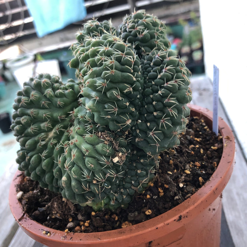 マミラリア サボテン 緋花玉せっか 綴化 特大サイズ カーテン ガーデン