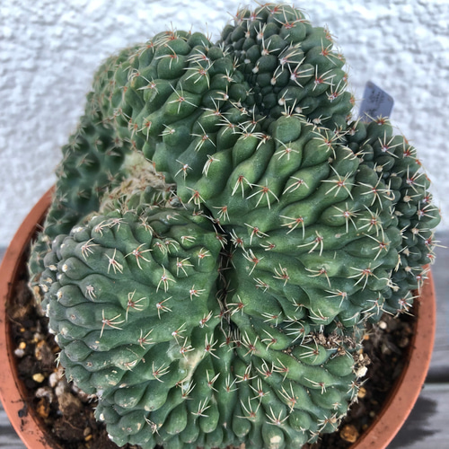 マミラリア サボテン 緋花玉せっか 綴化 特大サイズ カーテン ガーデン