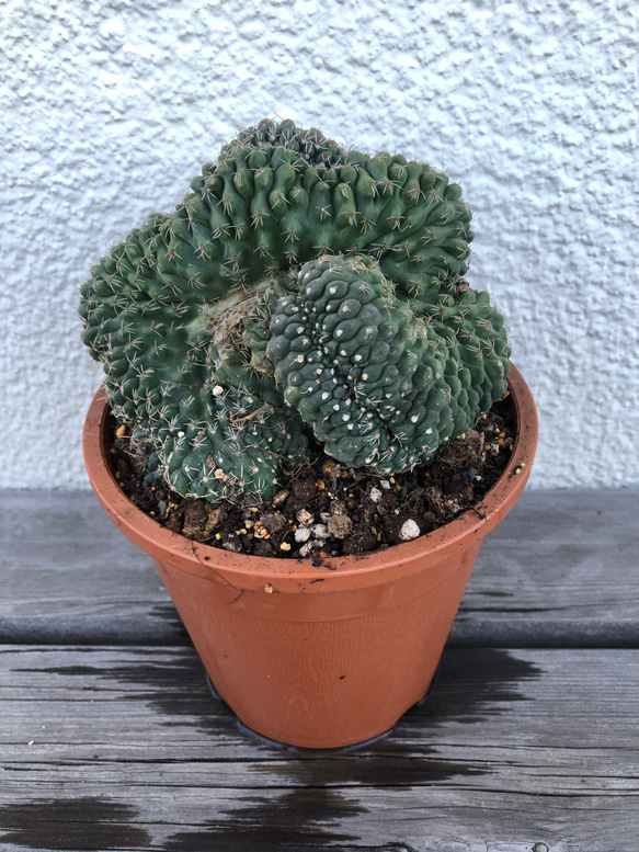 マミラリア サボテン 緋花玉せっか 綴化 特大サイズ カーテン ガーデン