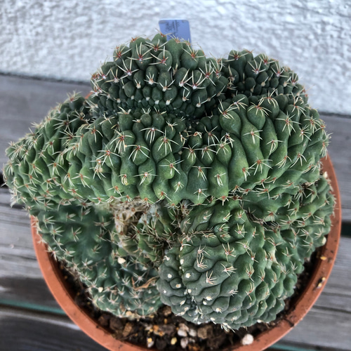 マミラリア サボテン 緋花玉せっか 綴化 特大サイズ カーテン ガーデン