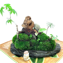 盆栽こけ石付き❗ 1895aa4d9a8d8a2ad496300a603bf5