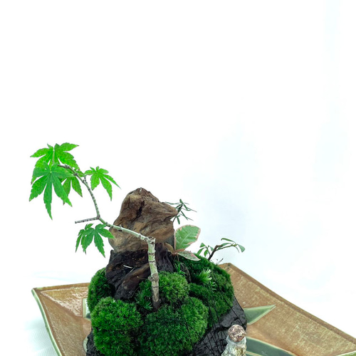 苔盆景 苔盆栽 川石の四季 盆栽 moss loulan(楼蘭) 通販