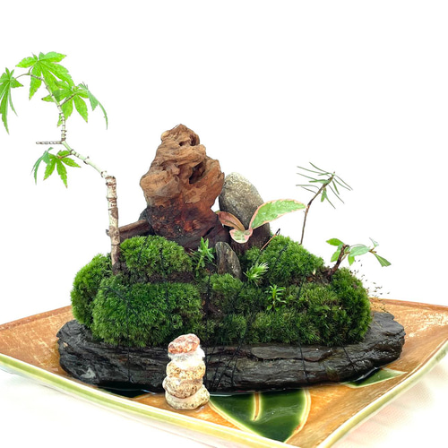 盆栽 舟形変わり鉢 苔景 ガンコウラン 苔盆景 苔盆栽 川石の四季 盆栽 moss