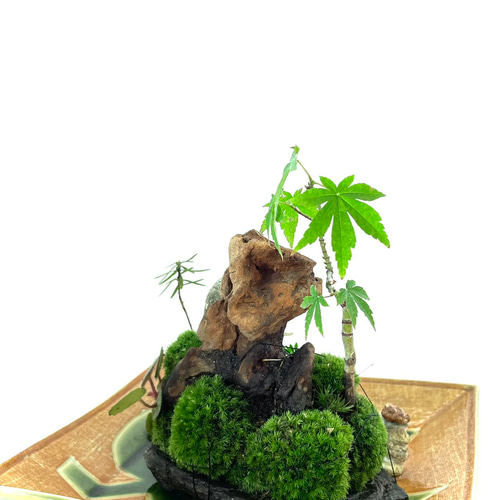 苔盆景 苔盆栽 川石の四季 盆栽 moss loulan(楼蘭) 通販 16790739