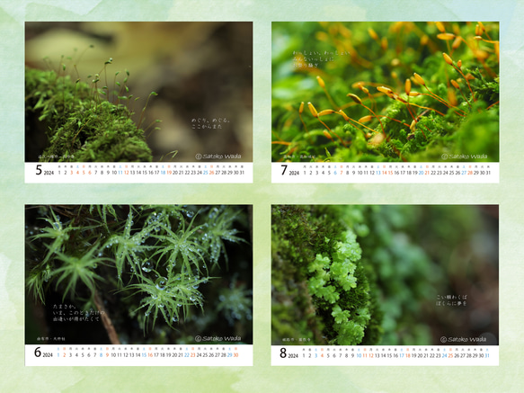 苔ふぉとカレンダー「本日も苔。2024」 3枚目の画像