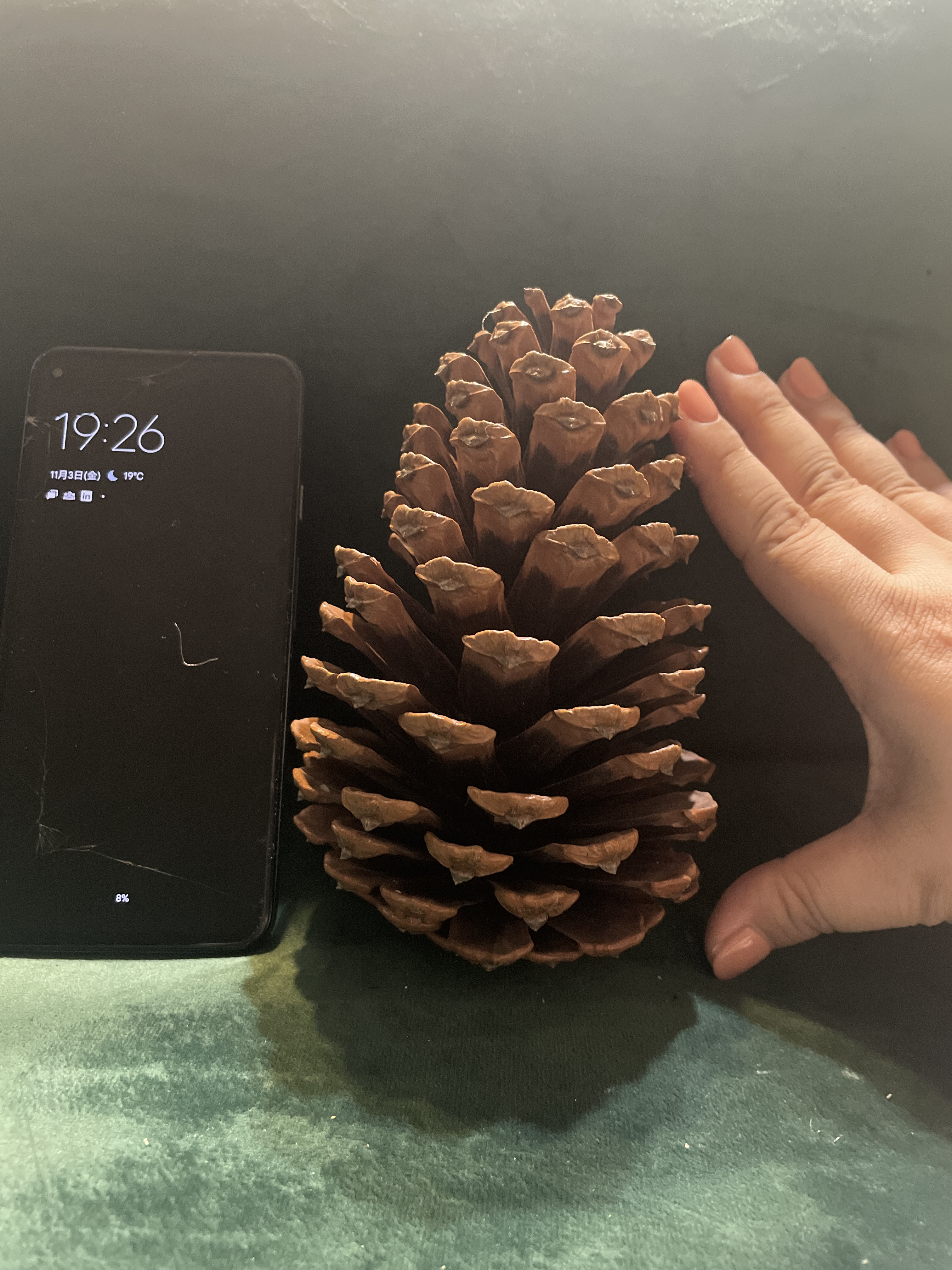 mt～様ご注文商品やすの松ぼっくり大量14㎝ Amazon.co.jp: 10個の大きな松ぼっくり 高さ4インチから6インチ