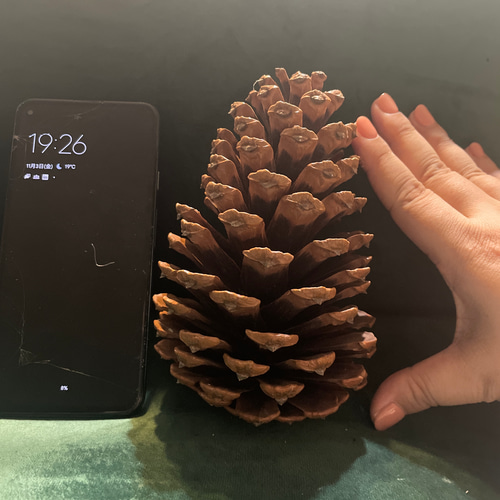 松ぼっくり 特大 XXL 15cm以上 5個セット その他素材 Sunku 通販