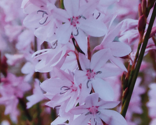 マ*ン様 格安 アロカシア ワトソニアナ ピンク アロカシア ワトソニアナピンク w3 アロカシア ワトソニア 2.5号