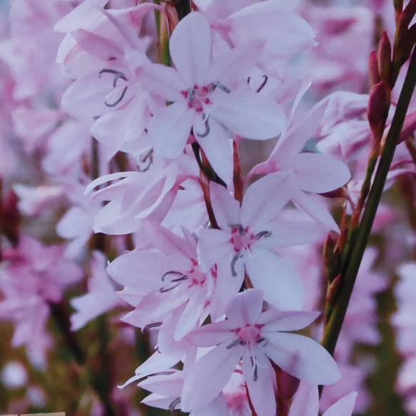 ワトソニア【マルジナータピンク 2球】お庭のガーデンハイに！120cmに