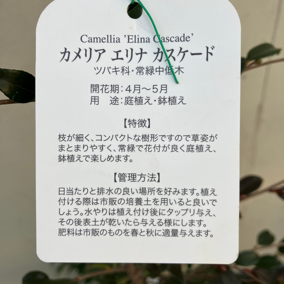 オシャレな椿＊カメリア＊エリナ＊カスケード＊常緑樹＊庭植え＊ガーデニング 人気・おすすめ｜安定人気・収納便利におすすめ 丁寧対応 配送追跡可 国内発送・保証制度対応