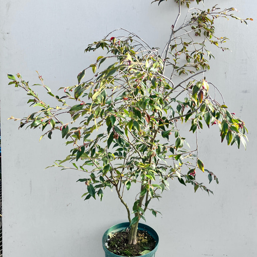 オシャレな椿＊カメリア＊エリナ＊カスケード＊常緑樹＊庭植え