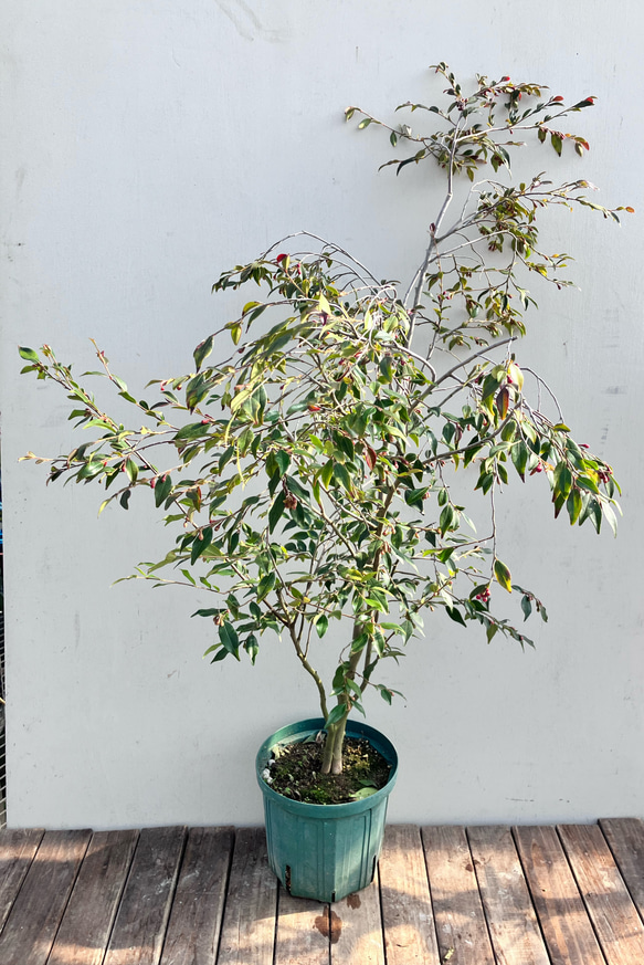 オシャレな椿＊カメリア＊エリナ＊カスケード＊常緑樹＊庭植え＊ガーデニング 人気・おすすめ｜安定人気・収納便利におすすめ 丁寧対応 配送追跡可 国内発送・保証制度対応