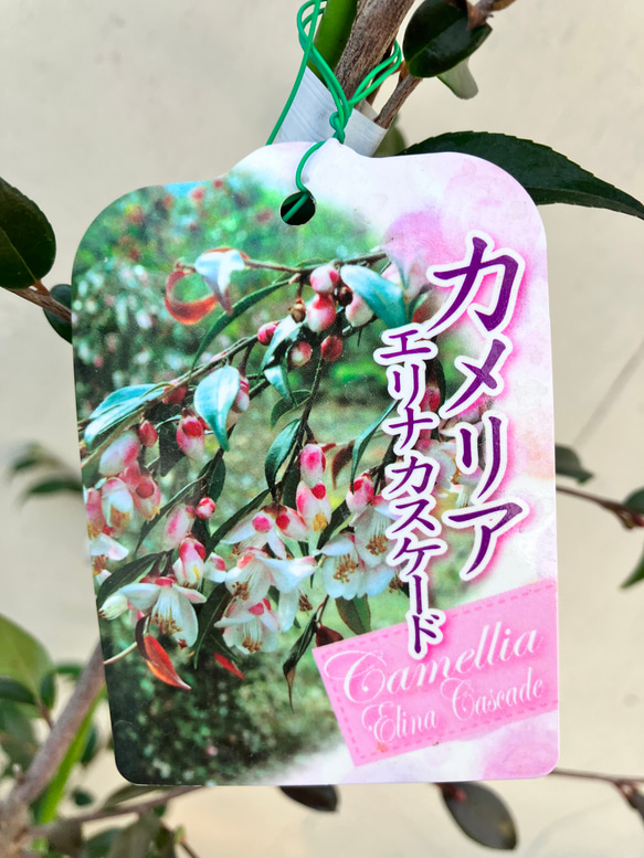 オシャレな椿＊カメリア＊エリナ＊カスケード＊常緑樹＊庭植え＊ガーデニング 人気・おすすめ｜安定人気・収納便利におすすめ 丁寧対応 配送追跡可 国内発送・保証制度対応