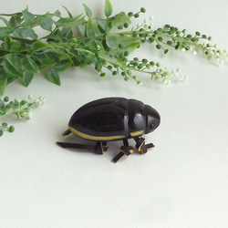 ゲンゴロウ   diving beetle 5枚目の画像