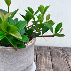 ペペロミア＊フェアリー＊陶器鉢＊お買い得＊観葉植物 13枚目の画像