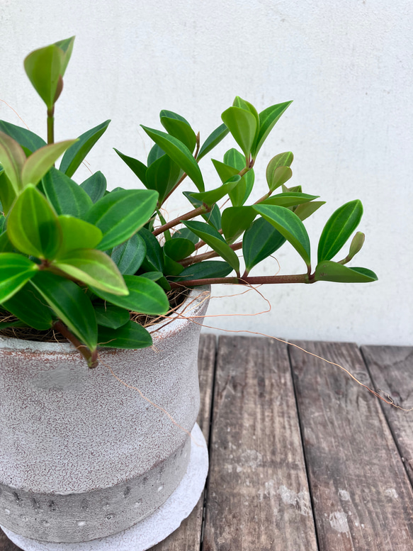 ペペロミア＊フェアリー＊陶器鉢＊お買い得＊観葉植物 13枚目の画像